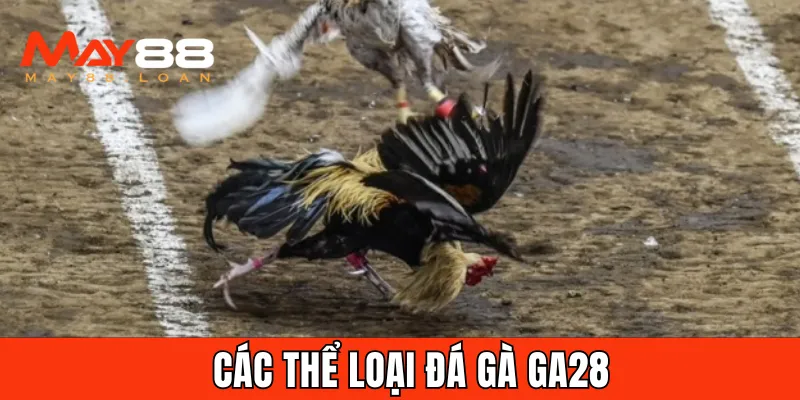 Top 4 thể loại đá gà phổ biến nhất tại GA28