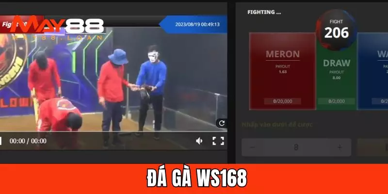 Đá gà WS168